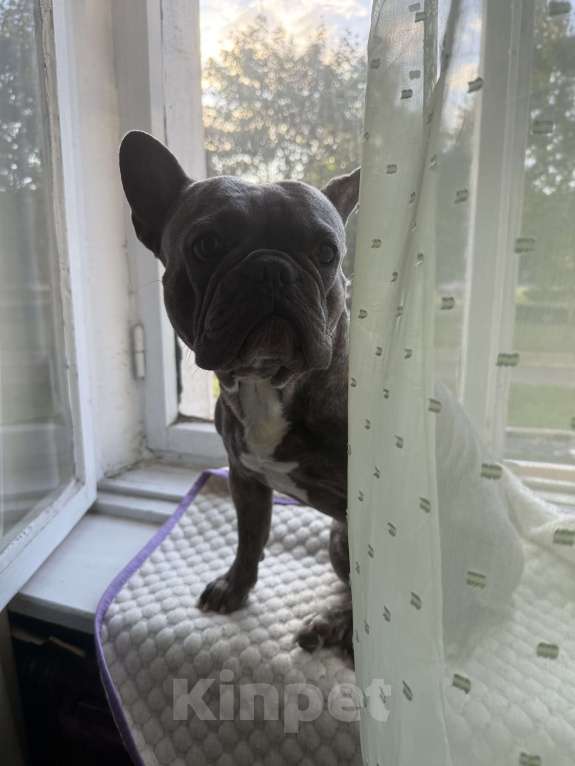 Собаки в Санкт-Петербурге: Ищем невесту для вязки Мальчик, Бесплатно - фото 3