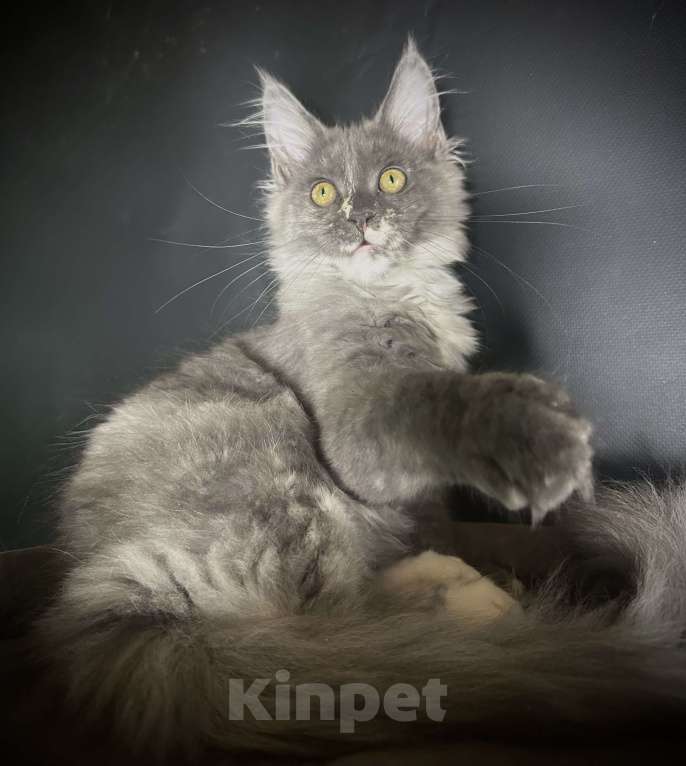 Кошки в Москве: Котенок мейн-кун Девочка, 30 000 руб. - фото 2