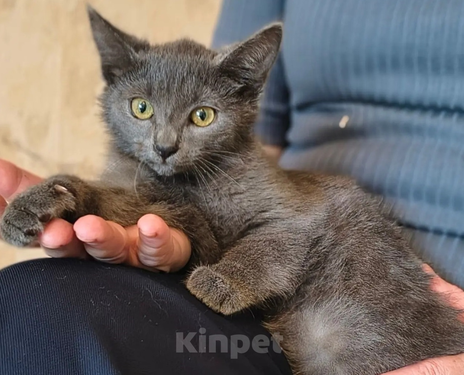 Кошки в Москве: Голубой котенок в дар Девочка, Бесплатно - фото 1