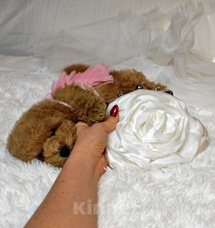 Собаки в Москве: Мальтипу мини red brown  Девочка, 145 руб. - фото 4