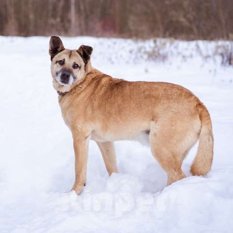 Собаки в Москве: Лепс ищет дом Мальчик, Бесплатно - фото 4