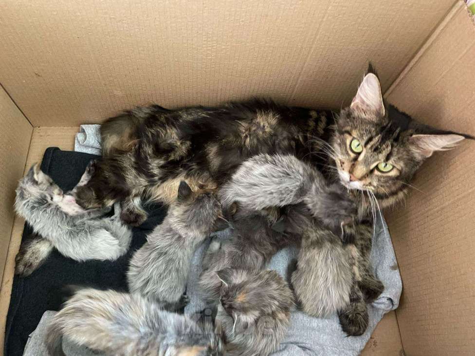 Кошки в других городах Ставропольского края: Мейн-кун 10.000 руб Девочка, Бесплатно - фото 4