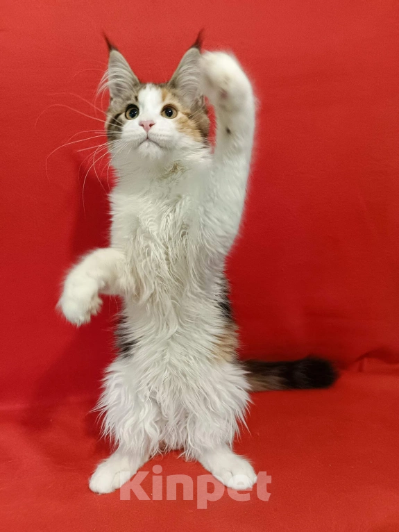 Кошки в других городах Владимирской области: Кошка мейн кун Девочка, 55 000 руб. - фото 2