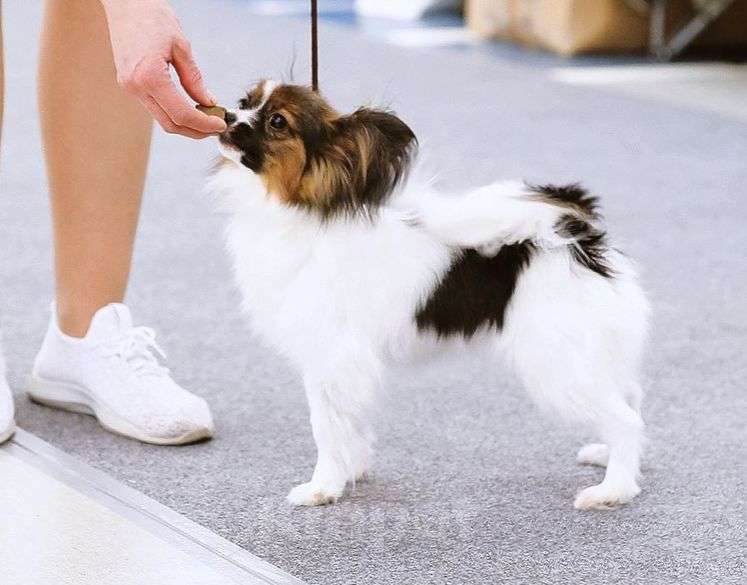 Собаки в Москве: Щенок папийона девочка Челси Девочка, 100 000 руб. - фото 1