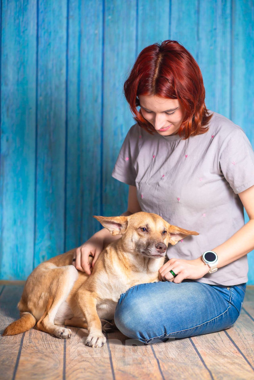 Собаки в Москве: Небольшая собачка квартирного содержания в добрые руки. Девочка, Бесплатно - фото 4