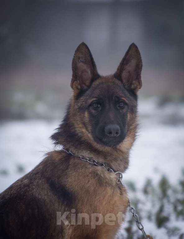 Собаки в Ейске: В продаже эксклюзивно Зонарный подросток  Мальчик, 35 000 руб. - фото 1