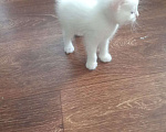 Кошки в Рязани: Отдам в добрые руки котят Мальчик, Бесплатно - фото 3
