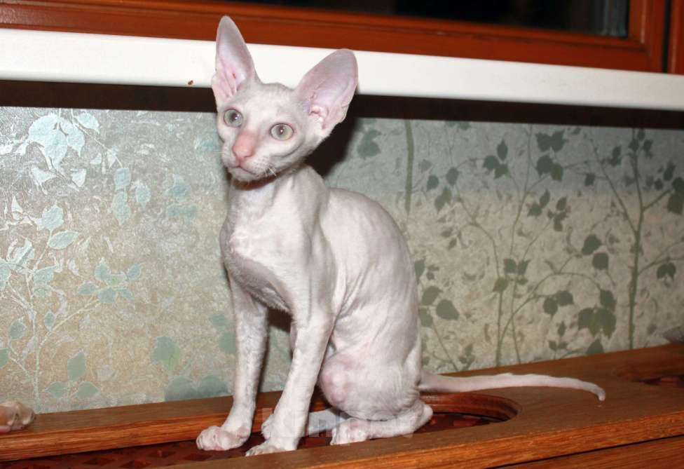 Кошки в Москве: белый голубоглазый кудрявый котенок Мальчик, 70 000 руб. - фото 2