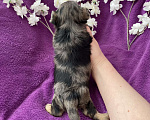 Собаки в Москве: Крупный йорк мальчик чёрный мрамор Мальчик, 60 000 руб. - фото 4