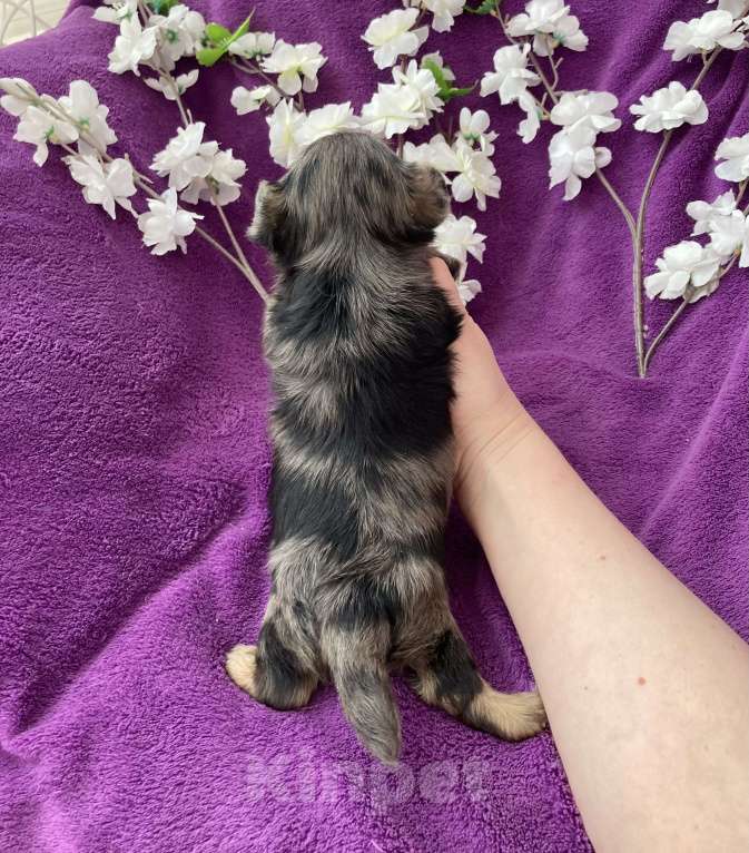 Собаки в Москве: Крупный йорк мальчик чёрный мрамор Мальчик, 60 000 руб. - фото 4