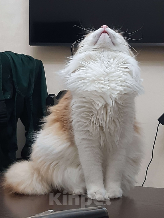 Кошки в Ижевске: Пушистый милаха Мальчик, Бесплатно - фото 6