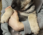 Собаки в Уфе: Щенки в добрые руки Мальчик, 10 руб. - фото 3