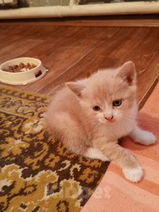 Кошки в Краснодаре: Котёнок в добрые руки Девочка, Бесплатно - фото 8