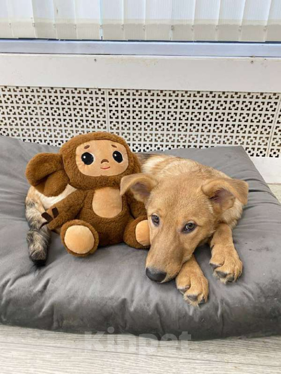 Собаки в Москве: Щенки бесплатно в Москве Девочка, Бесплатно - фото 7