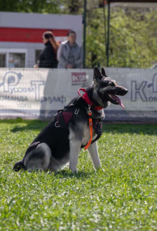 Собаки в других городах Краснодарского края: Щенки Восточноевропейской овчарки  Девочка, 60 000 руб. - фото 7