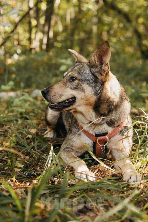 Собаки в Москве: Версаль ищет дом Мальчик, Бесплатно - фото 5