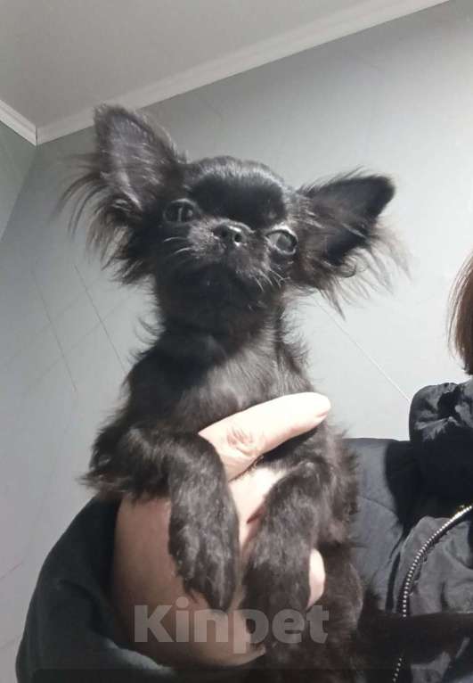 Собаки в Великом Новгороде: Мини чихуахуа девочка . Девочка, 40 000 руб. - фото 2