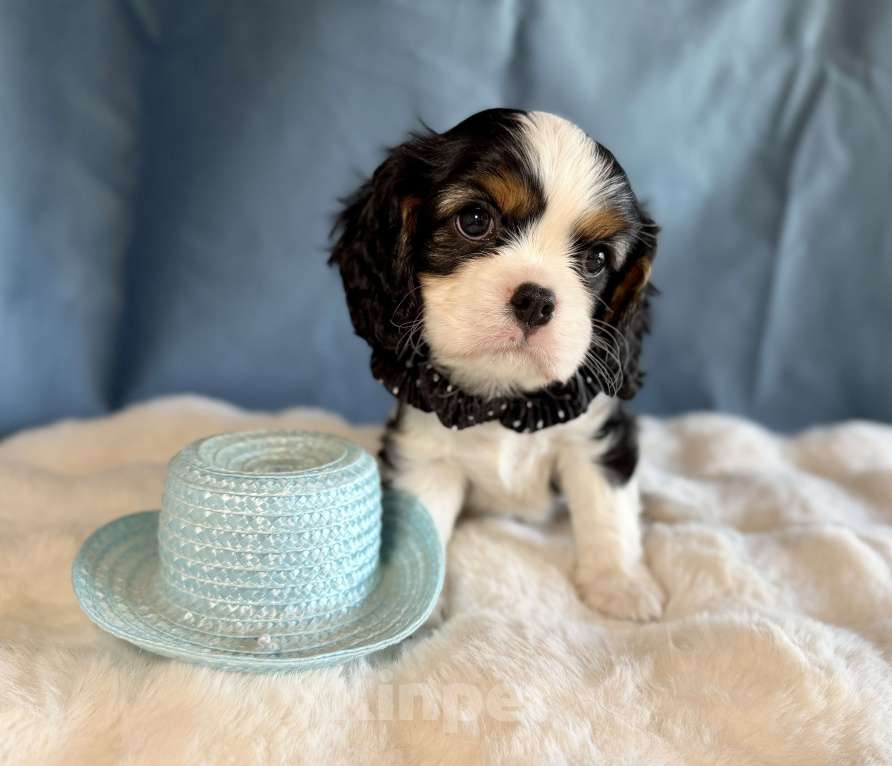 Собаки в Москве: Мальчик кавалер кинг чарльз спаниель Мальчик, 70 000 руб. - фото 1