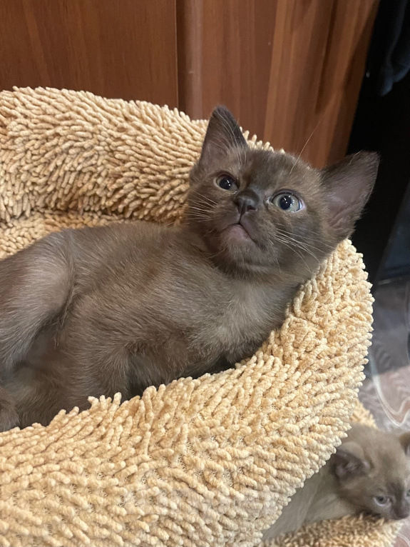 Кошки в Москве: Котята Европейской бурмы Девочка, 55 000 руб. - фото 4