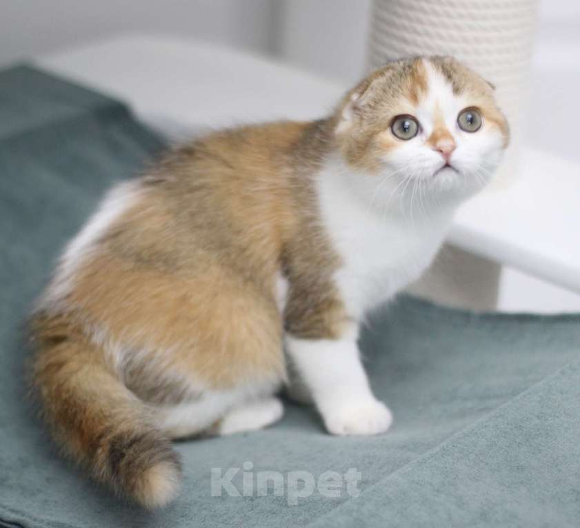 Кошки в Москве: Гаëн Девочка, 30 000 руб. - фото 1