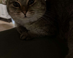 Кошки в Геленджике: Котенок в добрые руки Девочка, Бесплатно - фото 3