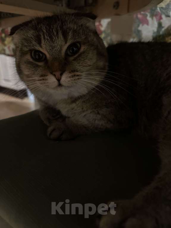 Кошки в Геленджике: Котенок в добрые руки Девочка, Бесплатно - фото 3