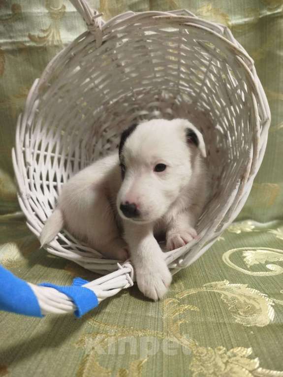 Собаки в Новосибирске: Фокстерьер гладкошерстный Мальчик, 25 000 руб. - фото 2