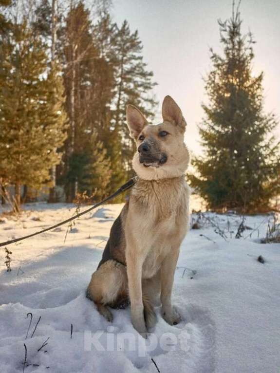 Собаки в Москве: Веста ищет дом! Девочка, Бесплатно - фото 5