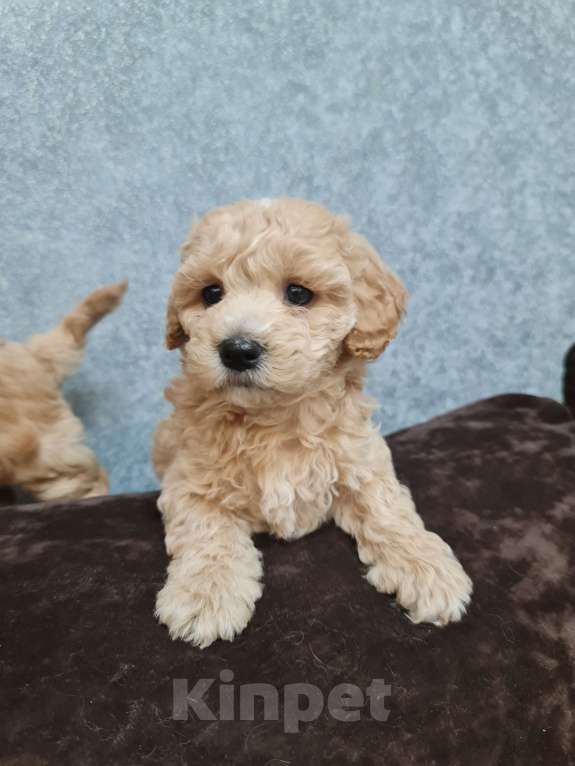 Собаки в Кемерово: Крошка мальтипу Мальчик, 60 000 руб. - фото 3