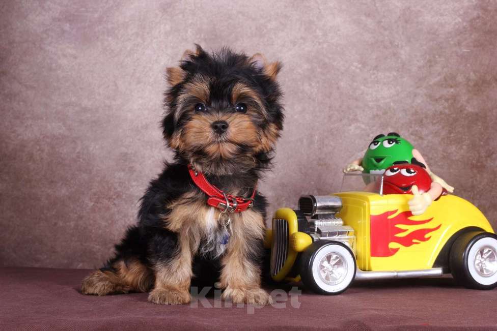 Собаки в Москве: Йоркширский породный красавчик Ютубик 🥰 РКФ Мальчик, 45 000 руб. - фото 2