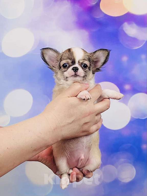 Собаки в Воронеже: Мальчик чихуахуа  Мальчик, 30 000 руб. - фото 2