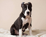Собаки в Москве: Продажа щенка амстаффа Девочка, 45 000 руб. - фото 1