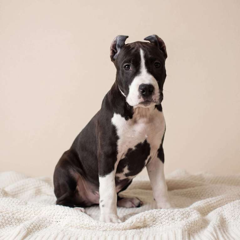 Собаки в Москве: Продажа щенка амстаффа Девочка, 45 000 руб. - фото 1