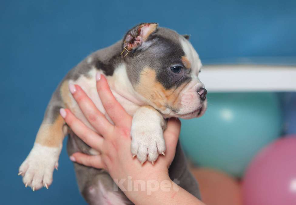 Собаки в Обнинске: Булли кобель голубой триколор Мальчик, 150 000 руб. - фото 1