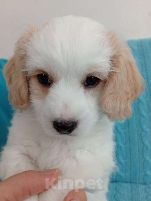 Собаки в Анапе: Щенок мальчик мальтипу/кокер-спаниель Мальчик, 25 000 руб. - фото 3