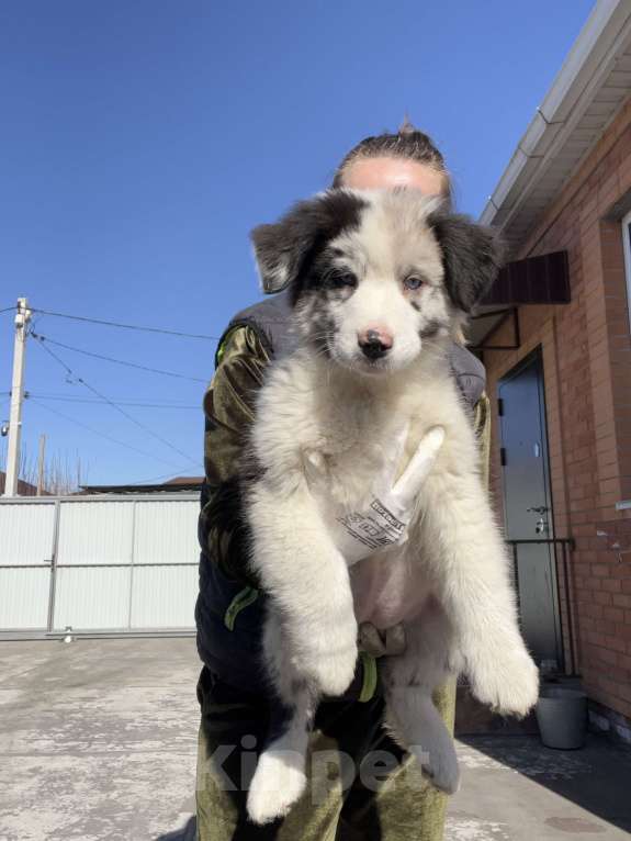 Собаки в Ростове-на-Дону: Девочка аусси Девочка, 60 000 руб. - фото 7