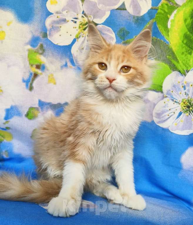 Кошки в Москве: Котёнок Мейн Кун Девочка Девочка, 60 000 руб. - фото 6