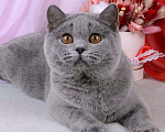 Кошки в Санкт-Петербурге: Британская кошечка классического голубого окраса Девочка, 5 000 руб. - фото 6