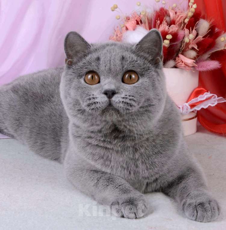 Кошки в Санкт-Петербурге: Британская кошечка классического голубого окраса Девочка, 5 000 руб. - фото 6