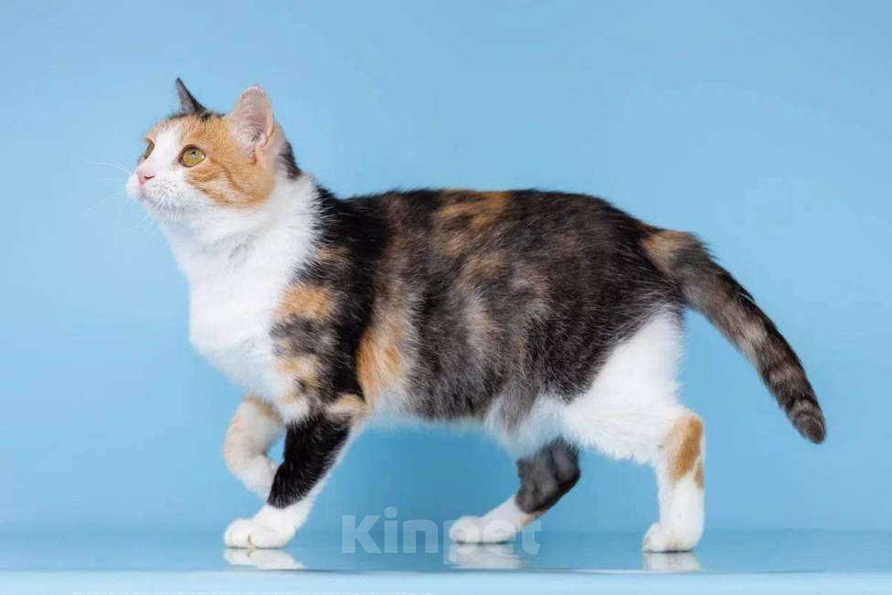 Кошки в Москве: Трехцветная молодая кошечка Осинка в добрые руки Девочка, Бесплатно - фото 3