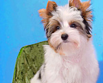 Собаки в Выборге: Продажа Бивер йорк терьер  Мальчик, 40 000 руб. - фото 4
