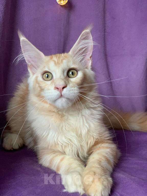 Кошки в Челябинске: КОТЕНОК МЕЙН-КУН  Мальчик, Бесплатно - фото 3