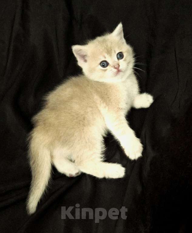 Кошки в Москве: Шотланская кошечка "голубое золото" Девочка, 37 000 руб. - фото 4