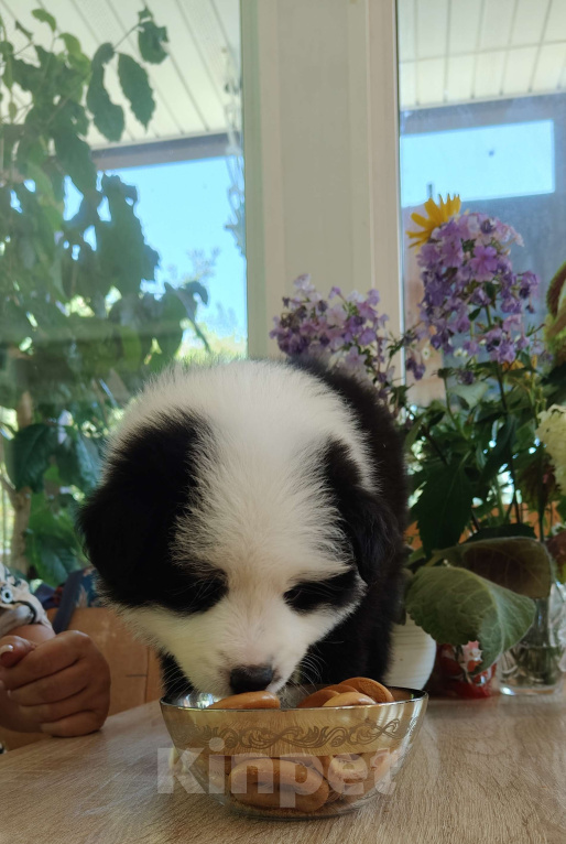 Собаки в других городах Приморского края: Щенки бордерколли, документы РКФ Мальчик, 100 000 руб. - фото 3