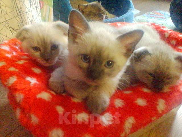 Кошки в Мурманске: манчкин подросток Мальчик, 15 000 руб. - фото 3