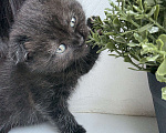 Кошки в Батайске: Шикарная Багира 😻 Девочка, Бесплатно - фото 1
