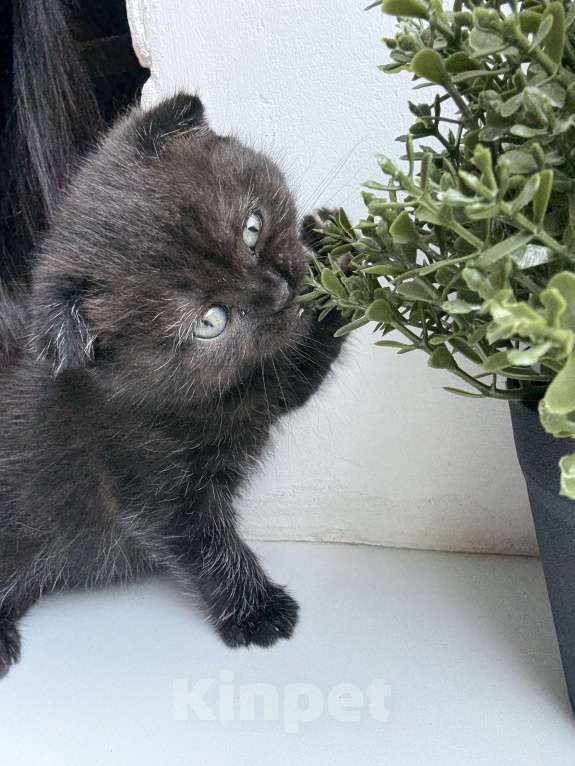 Кошки в Батайске: Шикарная Багира 😻 Девочка, Бесплатно - фото 1
