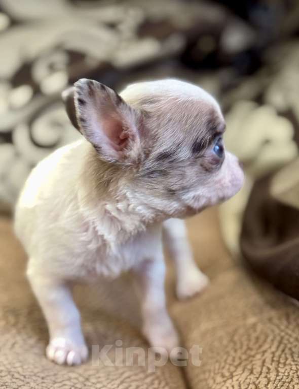 Собаки в Балашихе: Девочка чихуахуа  Девочка, 50 000 руб. - фото 5