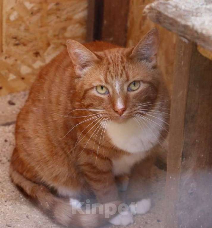 Кошки в Москве: Отдаются бесплатно кошечка Плакса и кот Рыжик. Мальчик, Бесплатно - фото 2