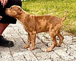 Собаки в других городах Московской области: Американский Булли XL Мальчик, 250 000 руб. - фото 1